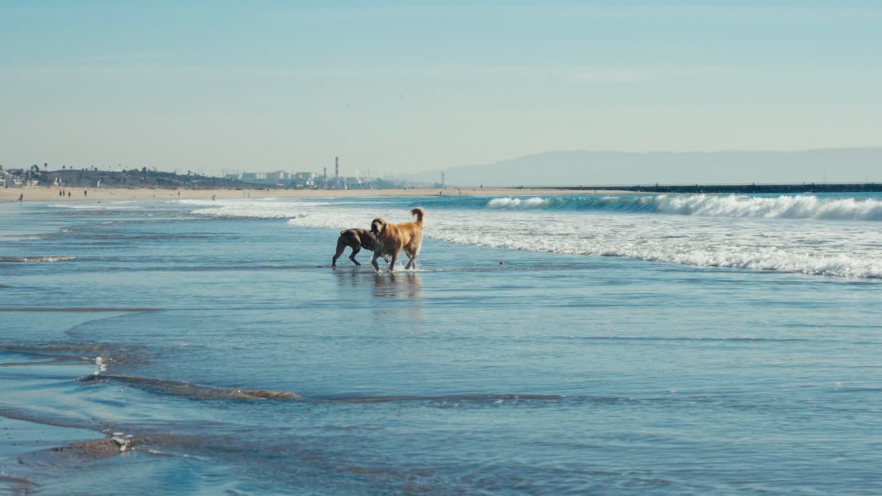 movimento lento, casal de cães correndo na praia de areia na frente das ondas do oceano