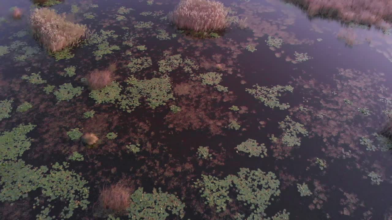 vuelo de primer plano aéreo sobre plantas sumergidas en aguas de estanque, llanura aluvial
