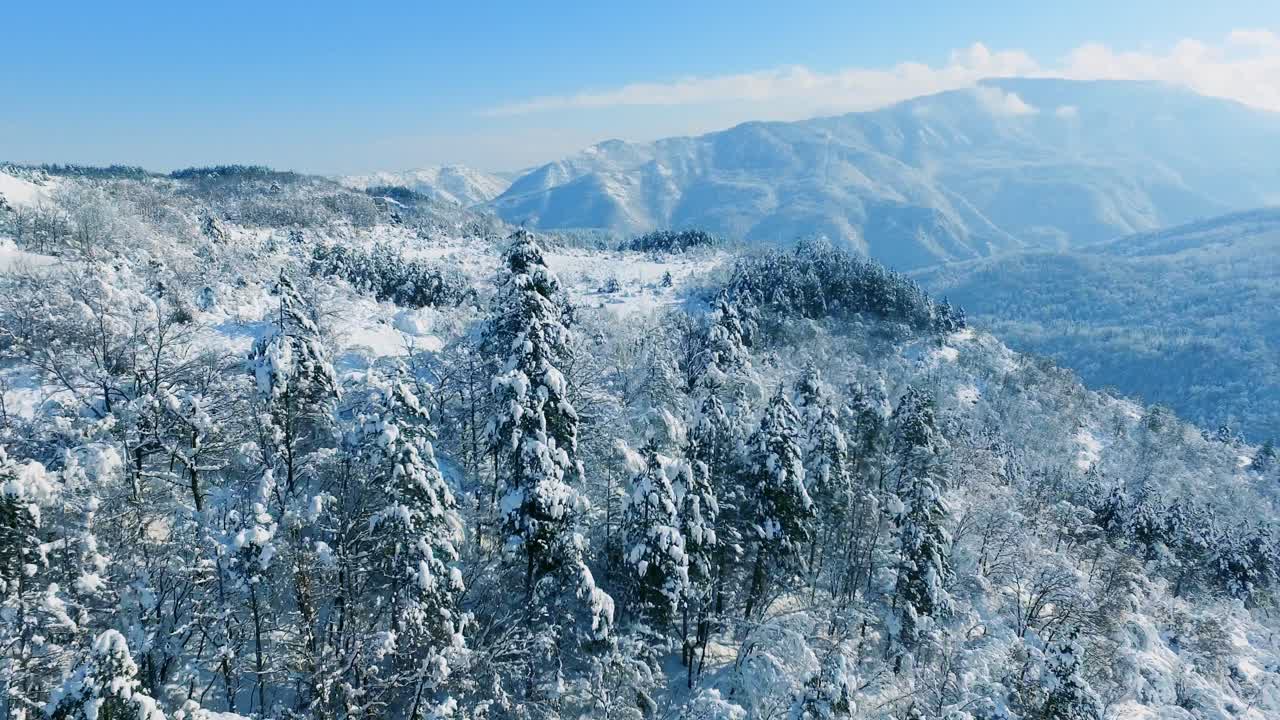눈 인 산림 풍경