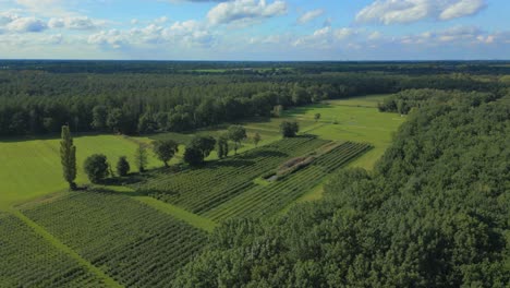 rising wide view of tree orchard beautiful nature background panorama