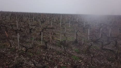 drone flying low over vineyard with bare vines on winter misty day, bordeaux in france