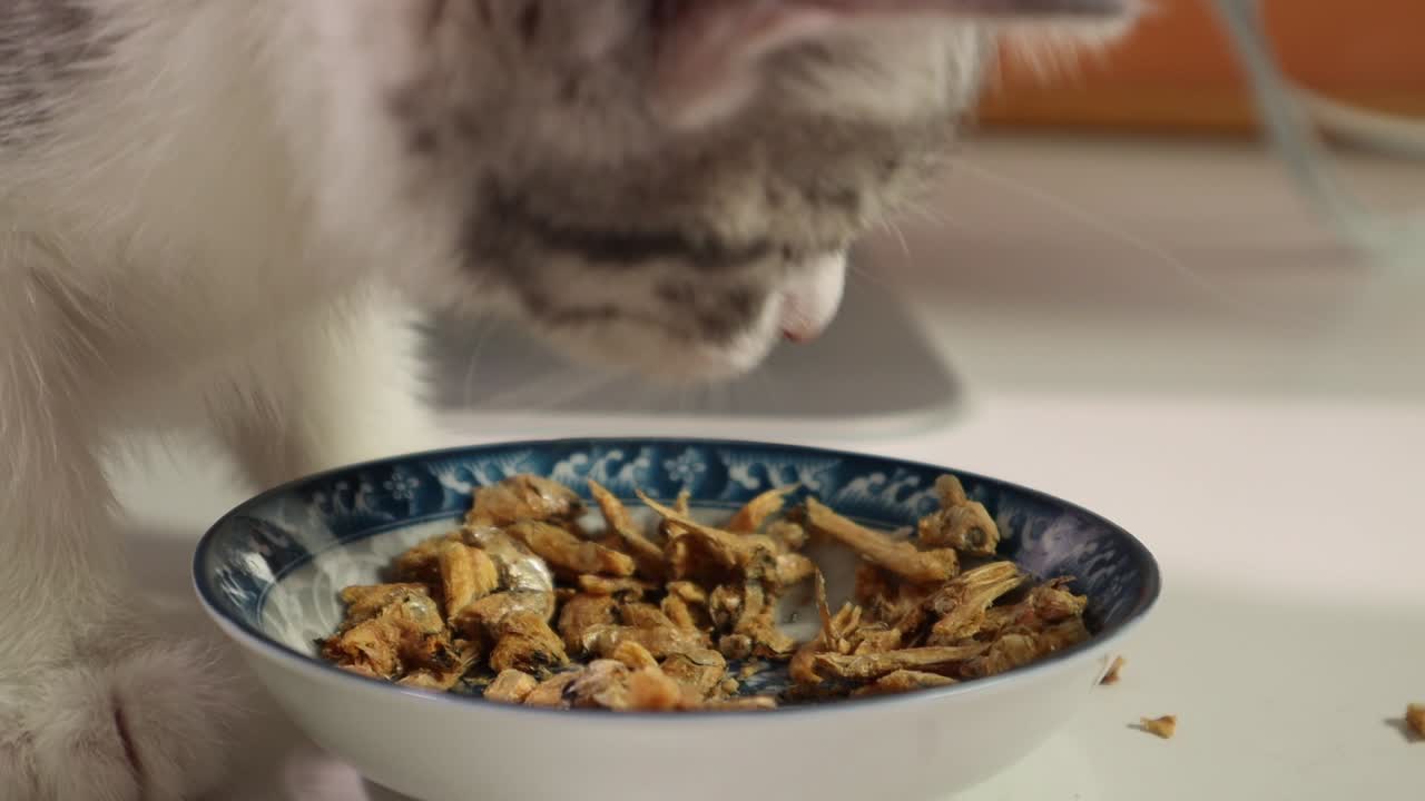 물고기를 먹는 은색 작은 고양이 고양이