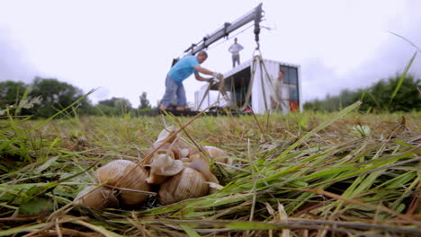 snails in a grassy field with people and a building in the background