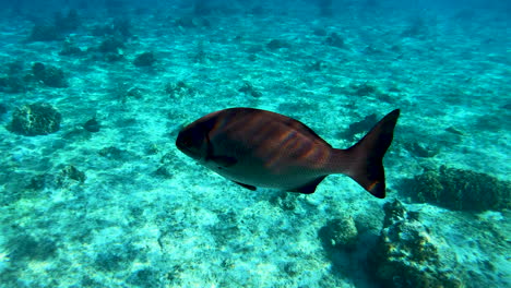 Siguientes-Pargos-Peces-Bajo-El-Agua-En-El-Fondo-Vdie-Mar-Caribe-|-Turquesa-Bajo-El-Agua-Con-Una-Vista-Clara-Del-Arrecife-De-Coral-En-El-Mar-Caribe-Tour-De-Aventura-De-Esnórquel