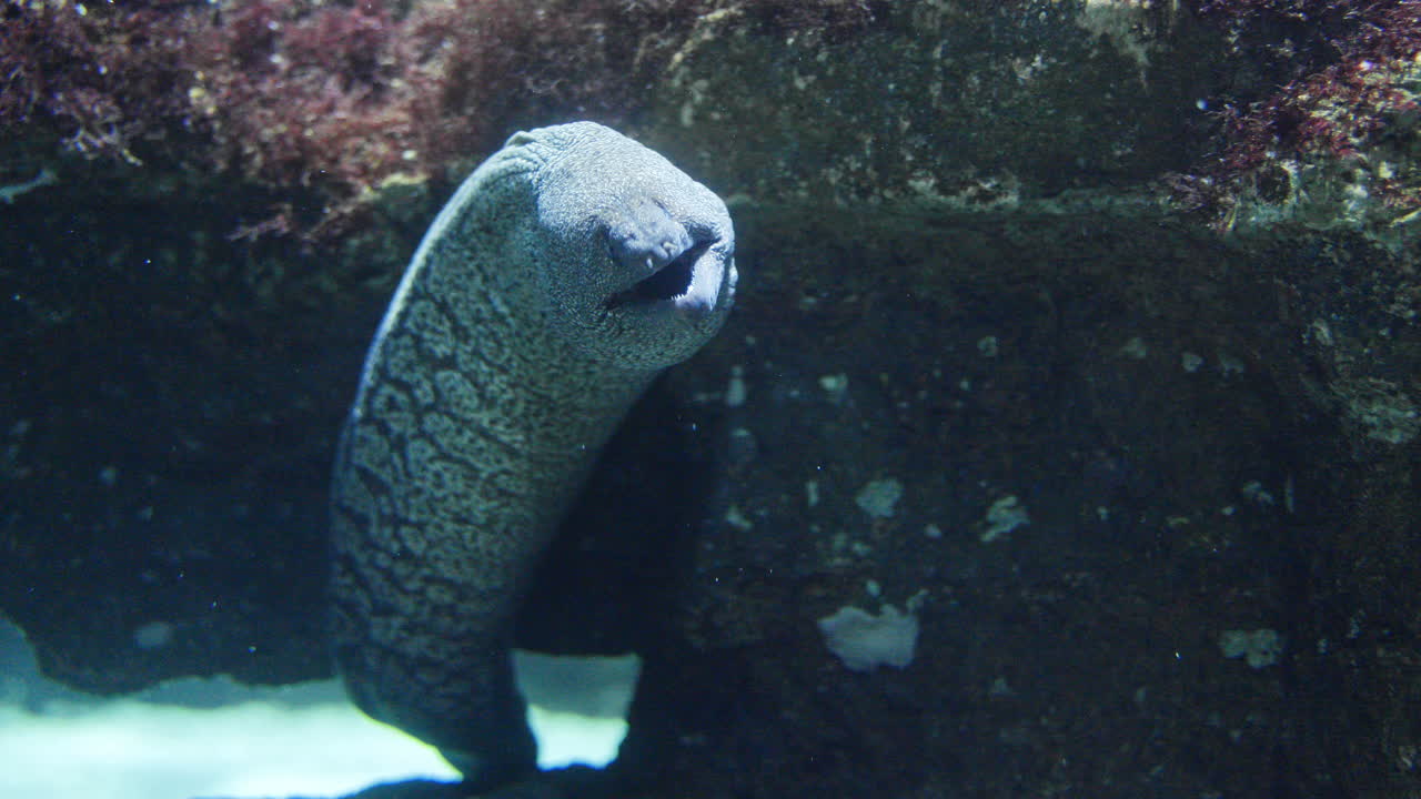 수족관에서 열대어