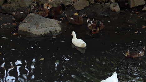 Patos-Blancos-Y-Marrones-Relajándose-En-Un-Estanque-En-El-Zoológico