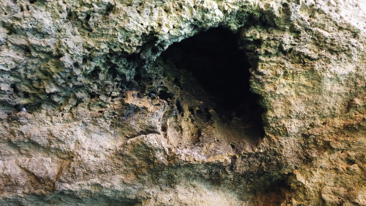 해안선의 바닷물 침식된 바위에 둥지를 트는 비둘기