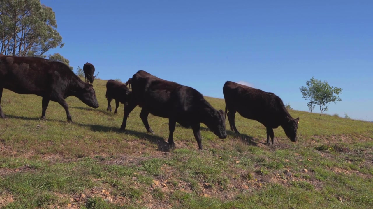 Bevægelig gimbal-optagelse, der passerer en flok sorte kvæg, som græsser på en åben græsklædt bakkeskråning i landlige New South Wales, Australien.