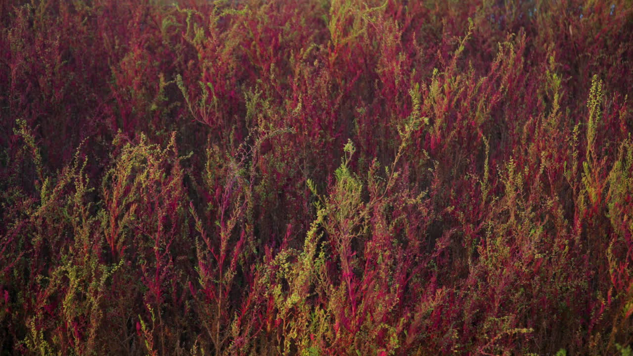 seepweed herbáceo de color rosa o seepweeds herbáceos y seablite anual en el parque ecológico de gaetgol