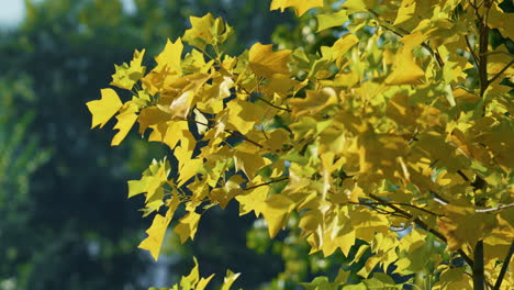 Yellow-maple-tree-standing-green-forest.-Colofrul-foliage-swaying-on-wind.