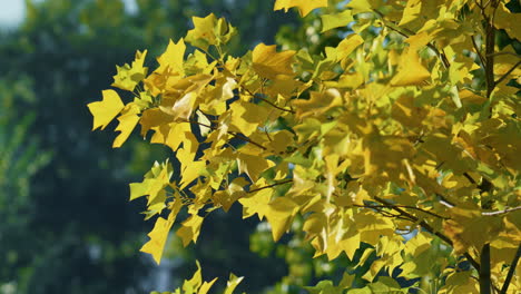 yellow maple tree standing green forest. colofrul foliage swaying on wind.