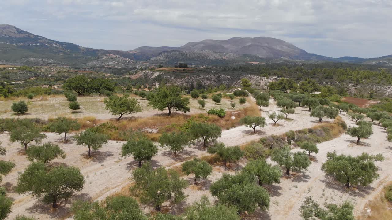 antena: volando sobre una hermosa plantación de olivos en el sur de europa