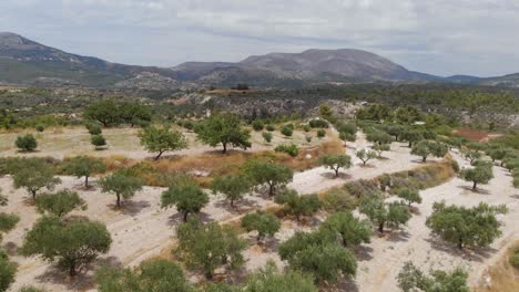 Antena:-Volando-Sobre-Una-Hermosa-Plantación-De-Olivos-En-El-Sur-De-Europa