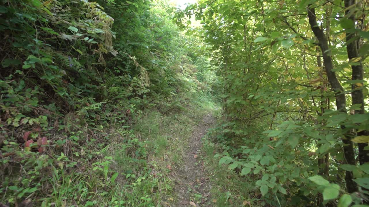 bosque a principios del verano. concepto de aire limpio. árbol de musgo, arroyo.