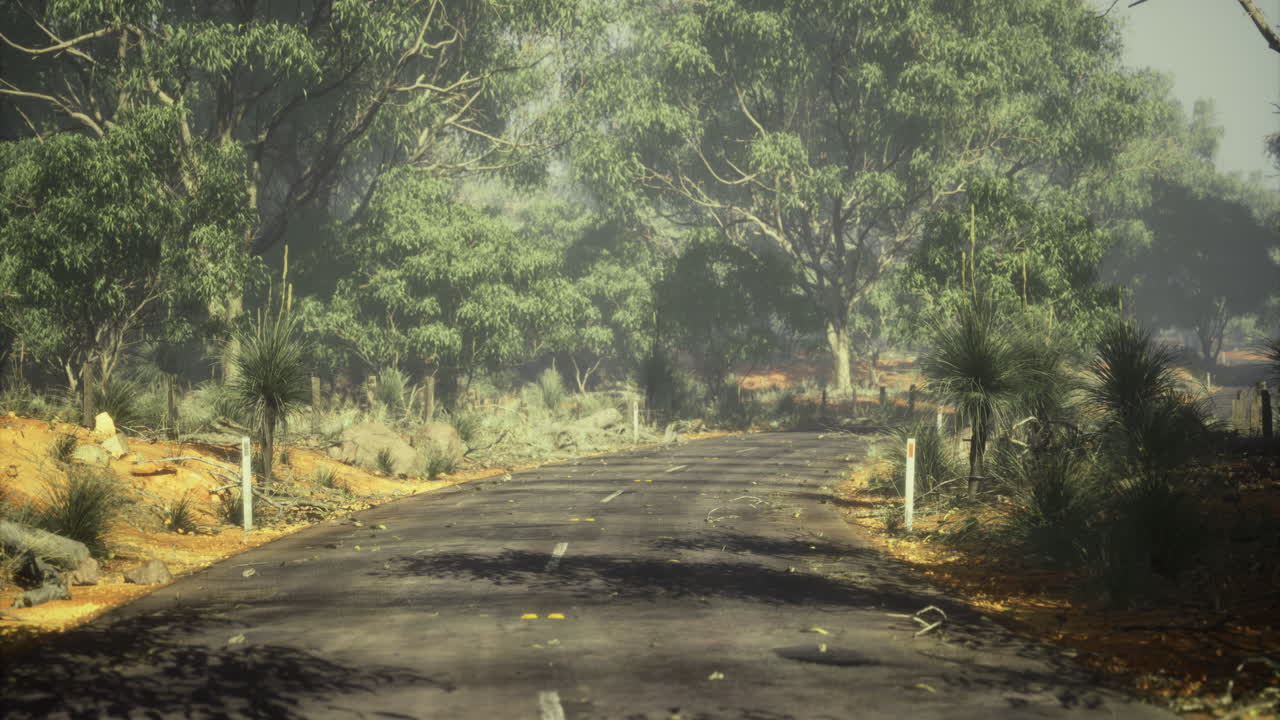 Lush green forest road winding through serene natural landscape