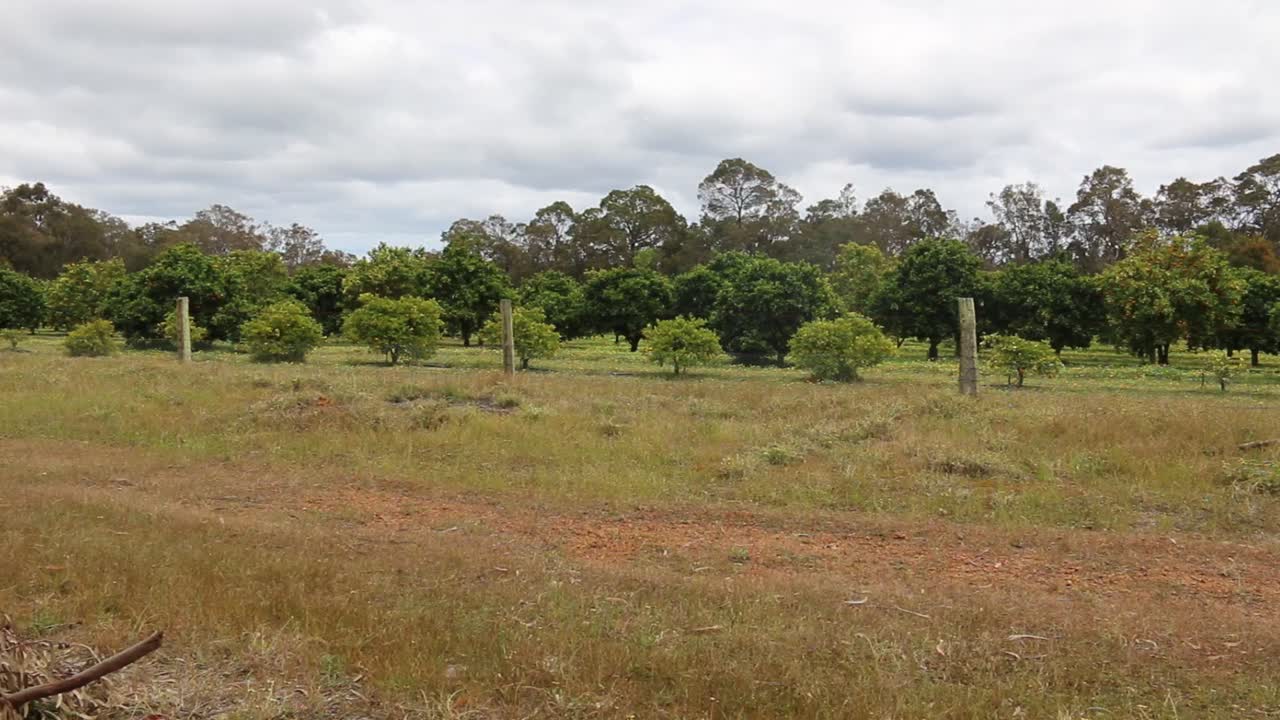 bandeja de huerta de frutas tiro derecho, día nublado nublado