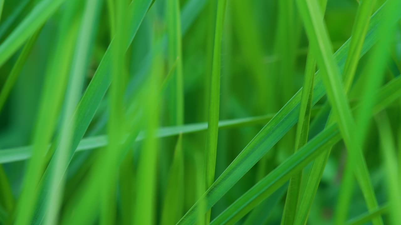 un saltamontes de prado saltando de una hoja de hierba en un prado verde y exuberante