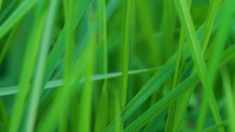 a meadow grasshopper hopping from a blade of grass in green, lush meadow