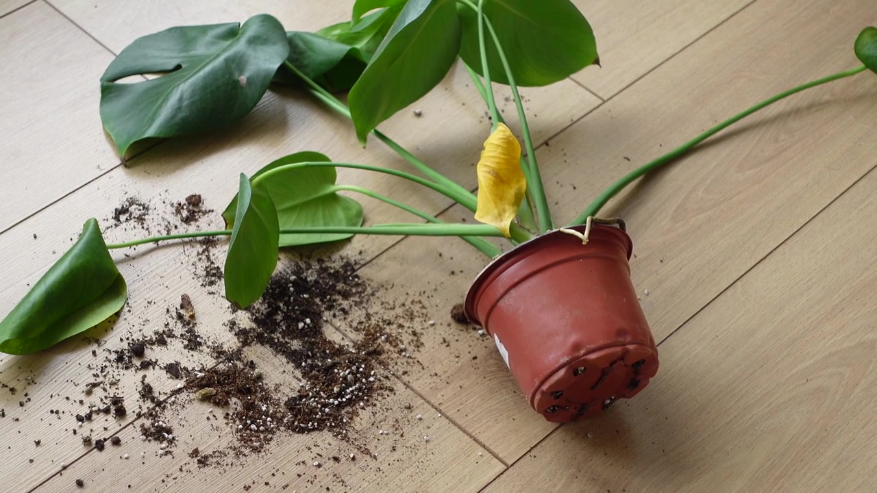 Pianta di Monstera in vaso rovesciata, con terriccio sparso sul pavimento in legno