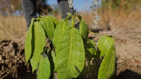 Close-up-of-Water-Droplets-Splash-Pouring-on-Young-Cacao-Plant-in-Soil-Hand-Watered,-Slow-Motion