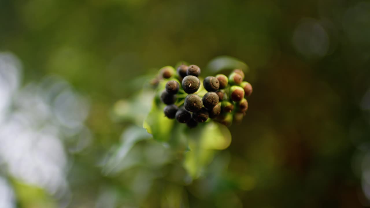 바람에 움직이는 초록색 잎, 느린 동영상 4k