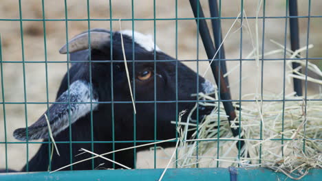 Stunning-closeup-of-a-goat-eating-hay