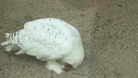 White-owl-eating-meat-on-the-ground