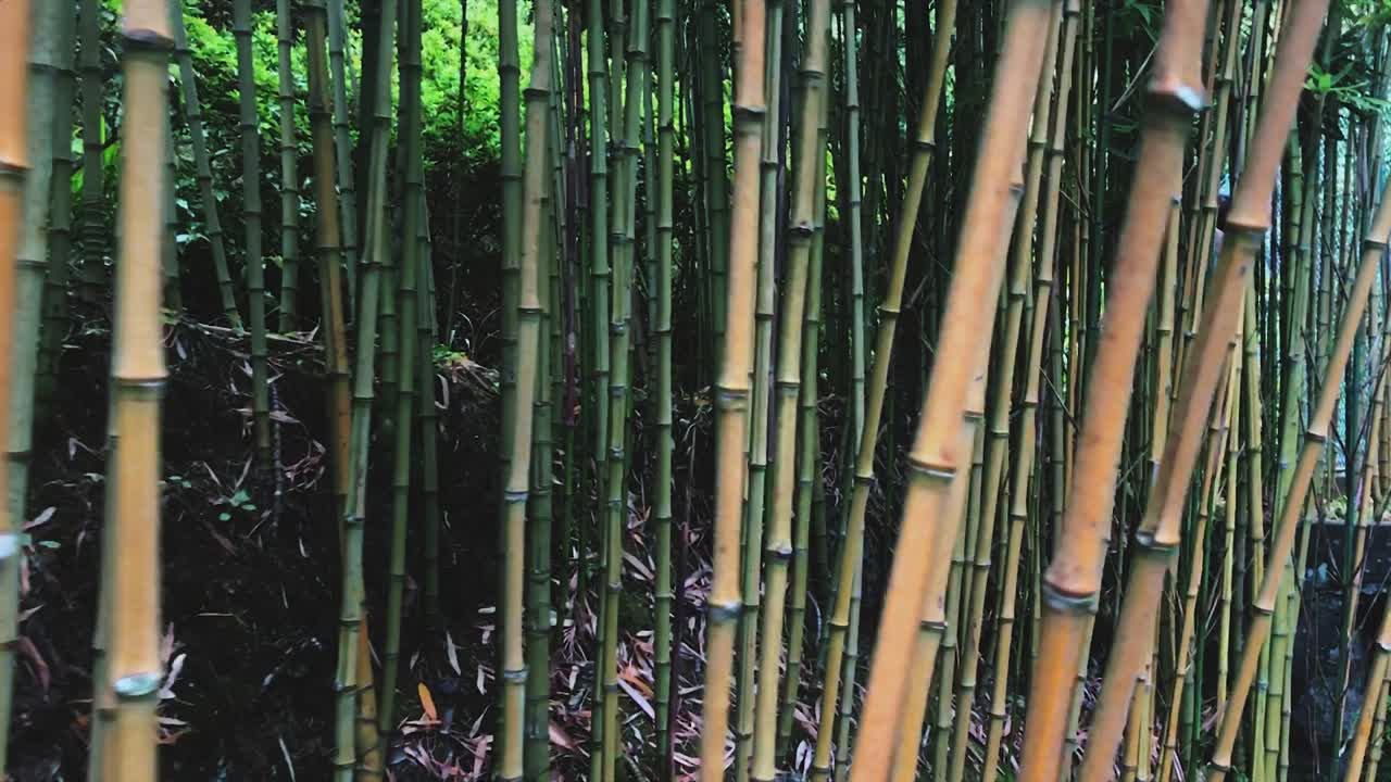 키가 큰 대나무 줄기의 숲. 휴대용. 돌리 오른쪽