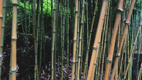 Forest-of-tall-bamboo-trunks.-Handheld.-Dolly-right