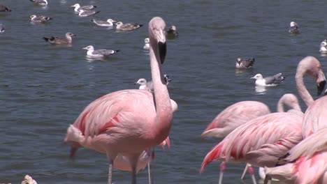 hermosos flamencos