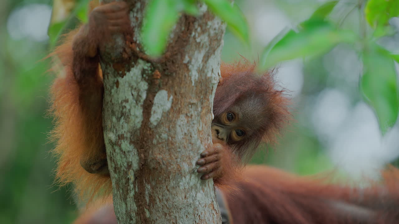 Orangutan in a Tree