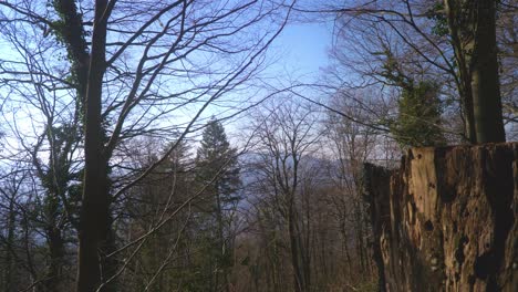 Fernfokus-Des-Von-Termiten-Gefressenen-Holzstumpfes-Im-Schwarzwald-Am-Nachmittag-In-4k