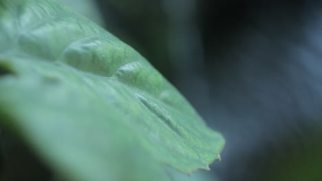 el gran jardín lleno de plantas y árboles