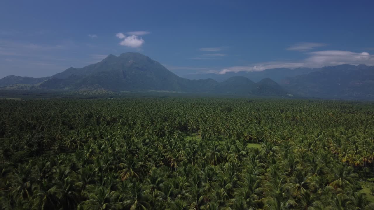 tomada de drone del cultivo de coco en el sur de la india, campos de cultivo de palmeras en los ghats occidentales
