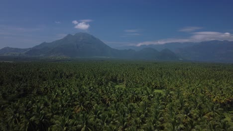 drone shot of coconut cultivation in southern india, palm tree farm fields in western ghats