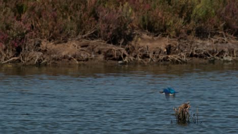 Mirando-Hacia-La-Izquierda-Y-Vuela-Para-Cazar-Y-Luego-Un-Pájaro-Vuela-Hacia-La-Derecha,-El-Martín-Pescador-De-Collar-Todiramphus-Chloris,-Tailandia