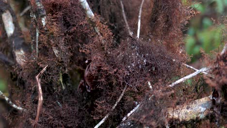 Close-up-pan-shot-of-moss-and-water-droplets