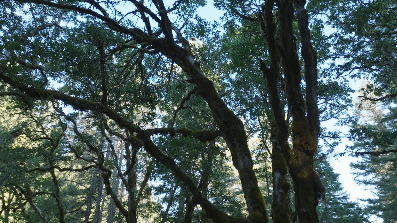 antena de drones de paisajes de árboles en el sur del estado de washington-6