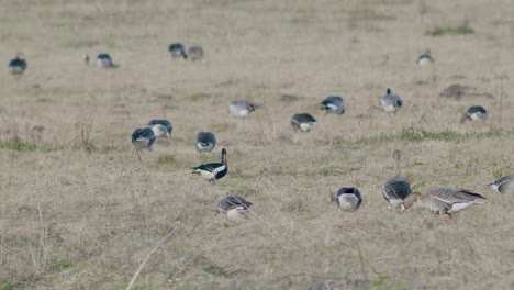 A-rare-red-breasted-goose-between-white-fronted-geese-flock-in-dry-grass-meadow