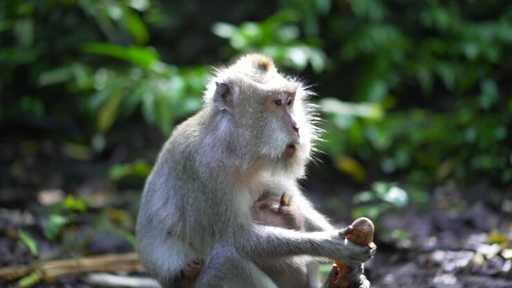 Slow motion shot of monkey looking around and eating vegetables in jungle