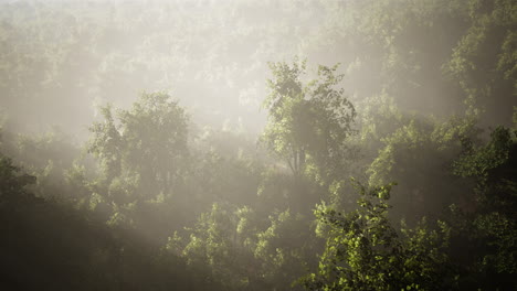 La-Niebla-Envuelve-El-Bosque-De-Montaña