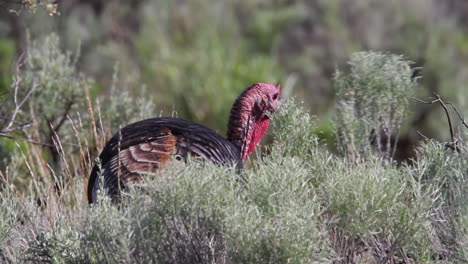 Pavo-Salvaje-Grande-Pasta-Para-Comer-Entre-Arbustos-De-Artemisa-En-El-Oeste