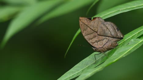 perched on a green leaf under the morning sun with some gentle wind blowing