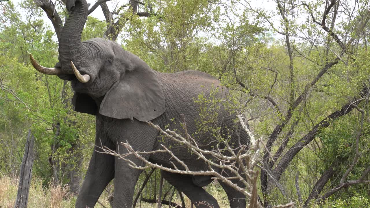 아프리카 코끼리는 잎을 벗기기 위해 줄을 펴고 있습니다. 한 아카시아 나무, 크루거, 로크소돈타 아프리카나.