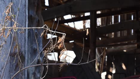 hojas muertas en una rama frente a un edificio en ruinas
