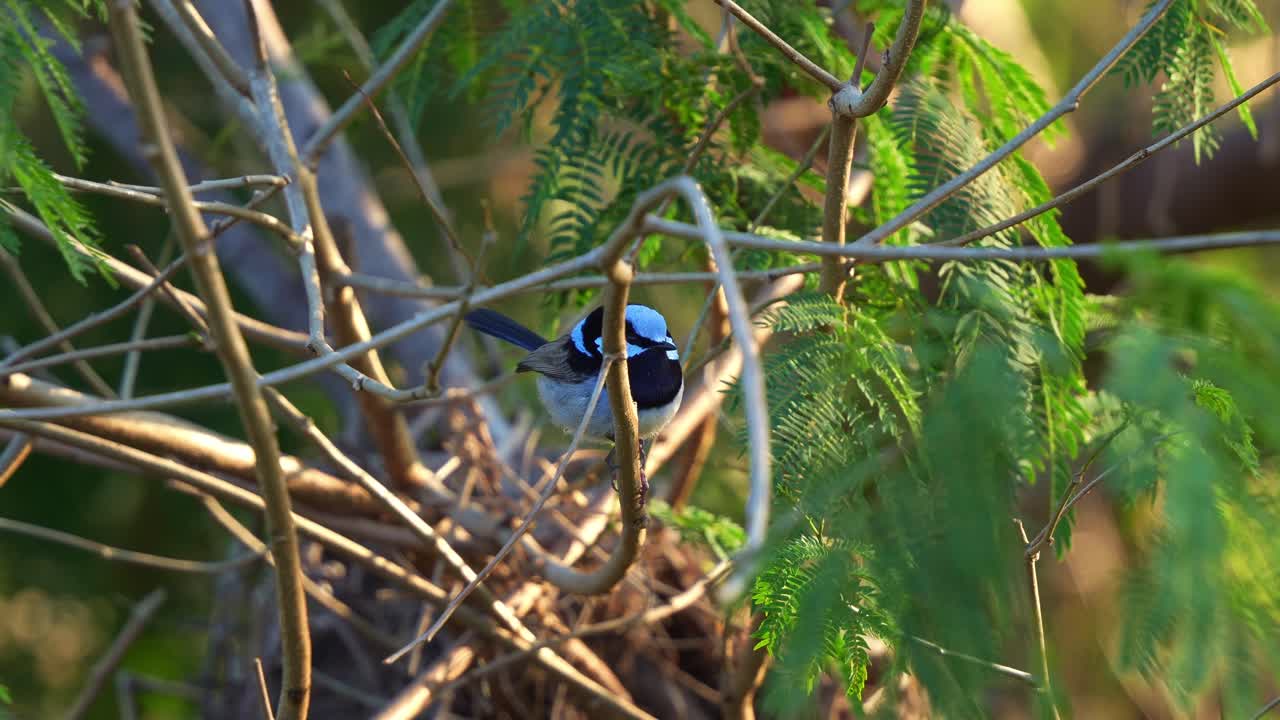 A male Superb Fairywren (Malurus cyaneus) with blue plumage, perched on a branch, spread its wings and fly away, close up shot