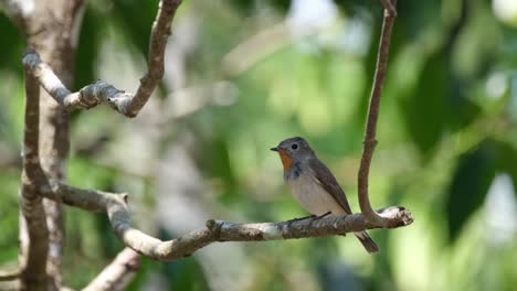 windly forest as this bird looks around and stretches its left wing and flaps a little, red-throated flycatcher ficedula albicilla, thailand