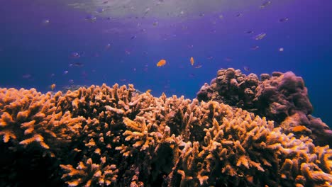 small yellow tropical fish walking on top of hard coral in the red sea