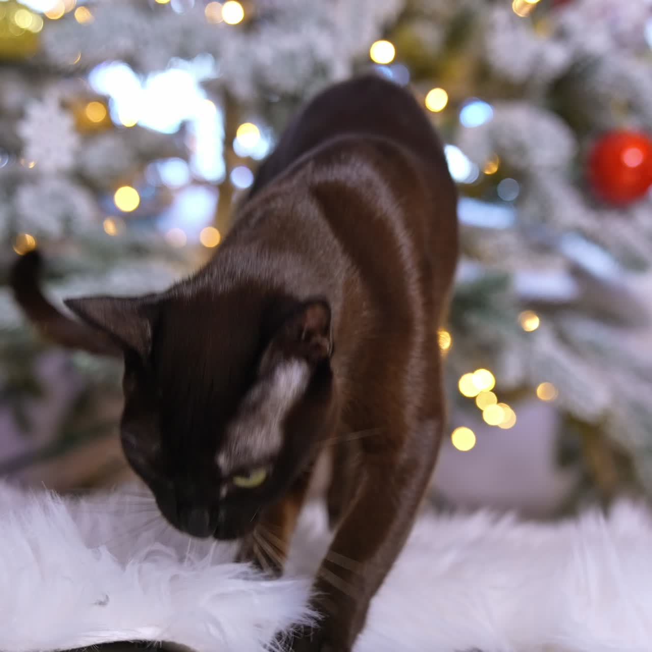 Domestic pet cat is interested in fluffy carpet. Shiny black animal inspecting the white mat and lifting it with a paw. Decorated fir-tree at the backdrop