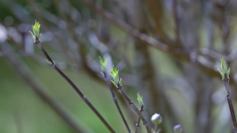 Tiro-Medio-De-Flores-Jóvenes-De-Hojas-De-Un-árbol-De-Cornejo-En-Flor,-A-Principios-De-La-Primavera